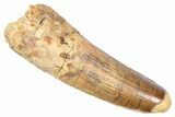 Fossil Spinosaurus Tooth - Real Dinosaur Tooth #382388-1